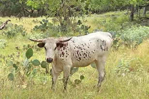 27846 Natural Bridge Caverns Rd, San Antonio, TX 78266 - Photo 10