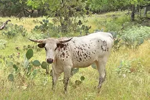 27846 Natural Bridge Caverns Rd, San Antonio, TX 78266 - Photo 10