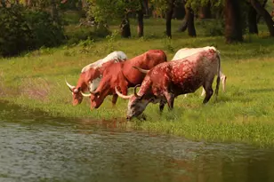 588 Premier Park Loop, Dripping Springs, TX 78620 - Photo 4