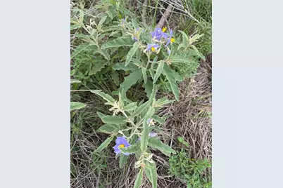 Lot 52 Clearwater Canyon Road, Bandera, TX 78003 - Photo 28
