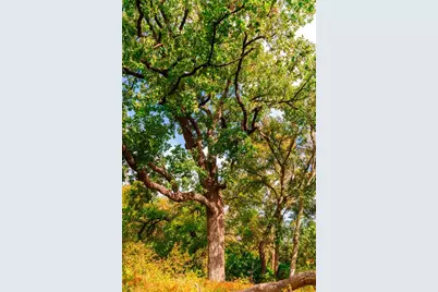 159 Brushy Creek Trail, Hutto, TX 78634 - Photo 6