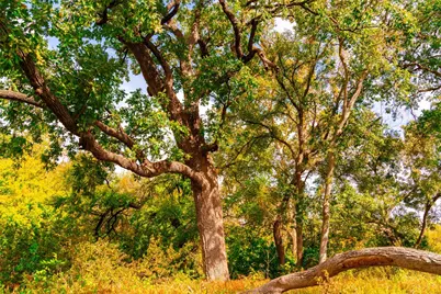 159 Brushy Creek Trail, Hutto, TX 78634 - Photo 2