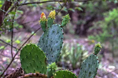 18333 Hidden Ridge Place, Leander, TX 78645 - Photo 38