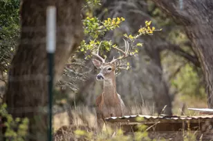 888 Dietrich Rd, Fredericksburg, TX 78624 - Photo 36