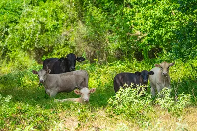 17000 Fm 112, Thrall, TX 76578 - Photo 10