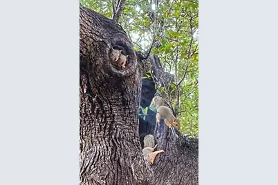 350 River Rapids Road, Wimberley, TX 78676 - Photo 40