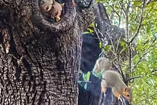 350 River Rapids Rd, Wimberley, TX 78676 - Photo 40