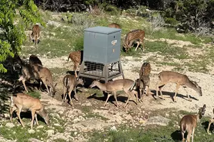 1802 Cattail Dr, Canyon Lake, TX 78133 - Photo 36