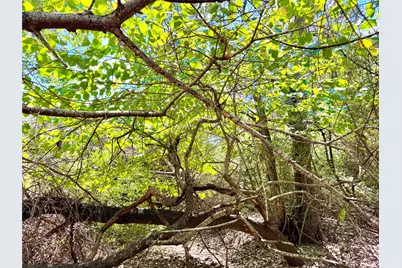 Tbd 50.62 Acres Rabel Road, Rosanky, TX 78953 - Photo 4
