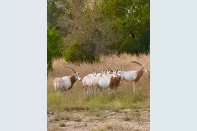 0 River Shoals Drive, Kempner, TX 76539 - Photo 24