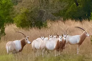 0 River Shoals Dr, Kempner, TX 76539 - Photo 24