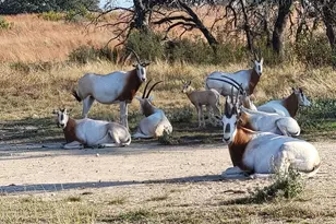 0 River Shoals Dr, Kempner, TX 76539 - Photo 4