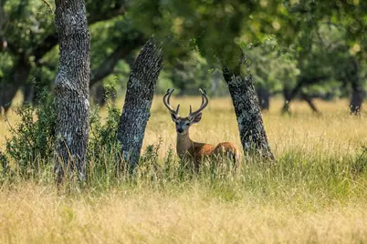 Lot 88 Stock Pond Drive, Harper, TX 78631 - Photo 8