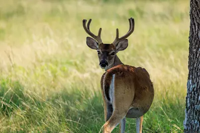 Lot 88 Stock Pond Drive, Harper, TX 78631 - Photo 10