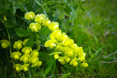 8770 Lee Lane, Madisonville, TX 77872 - Photo 14