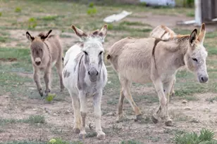 1283 Rattlesnake Trl, Burnet, TX 78611 - Photo 38