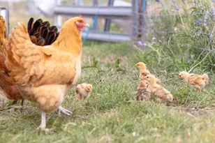 1283 Rattlesnake Trl, Burnet, TX 78611 - Photo 40