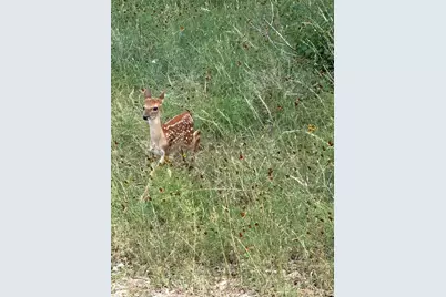 1645 Blueridge Drive, Canyon Lake, TX 78133 - Photo 10