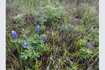 615 County Road 467, Thrall, TX 76578 - Photo 16