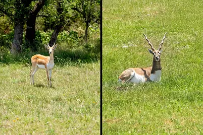 234 Elk Run Cove, Blanco, TX 78606 - Photo 36
