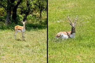 234 Elk Run Cove, Blanco, TX 78606 - Photo 36