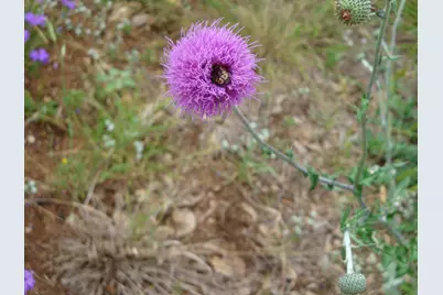1619 Althaus Ranch Road, Johnson City, TX 78636 - Photo 18