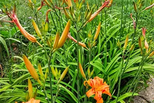 3618 Quiette Dr, Austin, TX 78754 - Photo 36