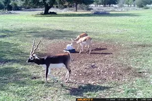 153 High Point Dr, Kempner, TX 76539 - Photo 4