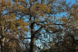 244 Buckskin Pass, Driftwood, TX 78619 - Photo 1