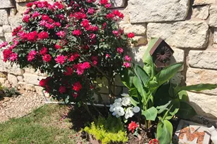441 Mistflower Springs Dr, Leander, TX 78641 - Photo 24