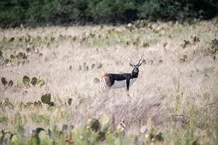 169 Blackbuck Rdg Dr, Lampasas, TX 76550 - Photo 6