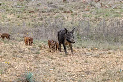 630 N Cr 531, Mullin, TX 76864 - Photo 36