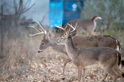 Lot 436 Fir Lane, Cottonwood Shores, TX 78657 - Photo 2