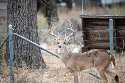 Lot 436 Fir Lane, Cottonwood Shores, TX 78657 - Photo 4