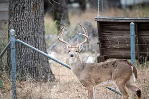 Lot 436 Fir Ln, Cottonwood Shores, TX 78657 - Photo 4