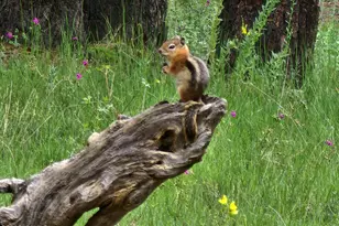 4800 S Wildlife Dr, Flagstaff, AZ 86005 - Photo 82