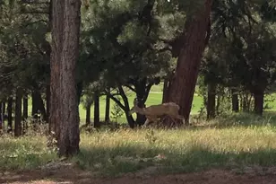 11 Anthem Dr, Williams, AZ 86046 - Photo 70