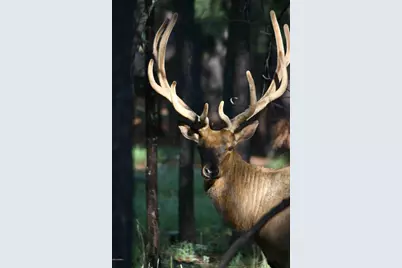 12899 Stockmens Road, Flagstaff, AZ 86004 - Photo 18