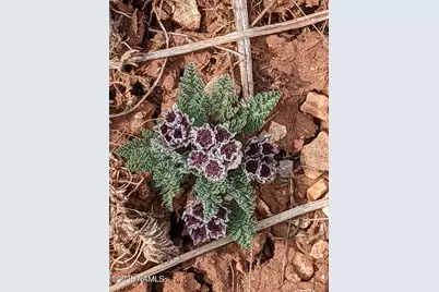 2515 E Wingfield Road, Williams, AZ 86046 - Photo 8