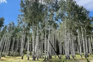 15900 Forest Service 900 1K Road NE, Flagstaff, AZ 86001 - Photo 30