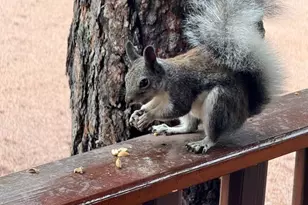 2761 Apollo Cir, Heber-Overgaard, AZ 85933 - Photo 50