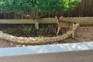 2500 N Carefree Cir, Flagstaff, AZ 86004 - Photo 58