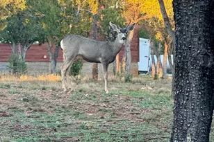 2761 Apollo Cir, Heber-Overgaard, AZ 85933 - Photo 50