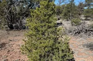 5752 N Hidden Rnch Rd, Williams, AZ 86046 - Photo 1