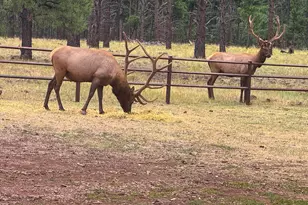 4960 Forrest Ranches Loop, Parks, AZ 86018 - Photo 30