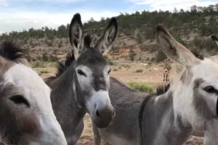 10747 Espee Rd, Williams, AZ 86046 - Photo 1