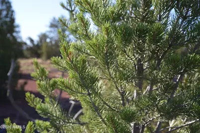 2564 S Red Clover Drive, Williams, AZ 86046 - Photo 18