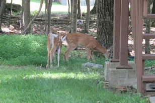 180 Choke Berry Dr, Milford, PA 18337 - Photo 26