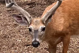 132 N Lk Shr Dr, Dingmans Ferry, PA 18328 - Photo 62