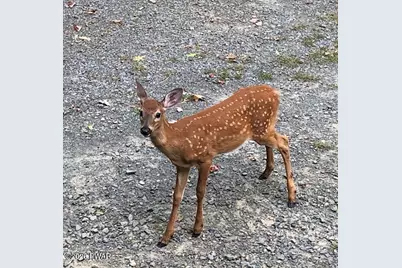 133 Rainbow Drive, Lackawaxen, PA 18435 - Photo 134